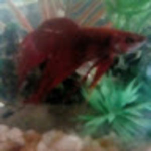 Meet your Posher, Spencer